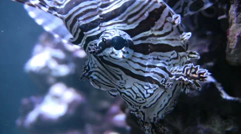 Lion fish close up of head. Stock Footage 56345946