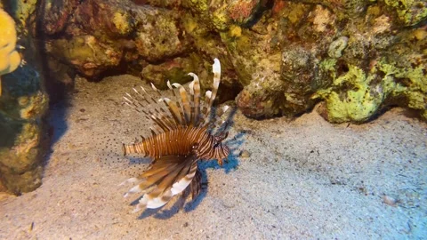 Lion Fish close up in the Red Sea, Egypt Stock Footage 258569497