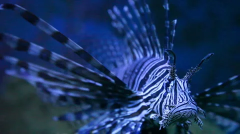 Lion fish closeup Stock-Footage 3074646
