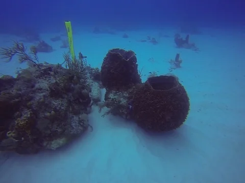 Lion fish on coral Stock Footage 101451144