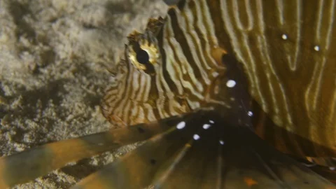Lion fish crosses the frame until exits shaking its tail, Macro, Red Sea, Egypt Stock Footage 105270873