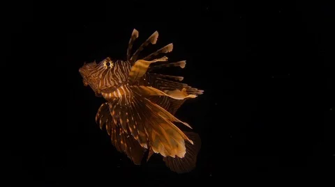 Lion fish in the dark Stock Footage 112604549