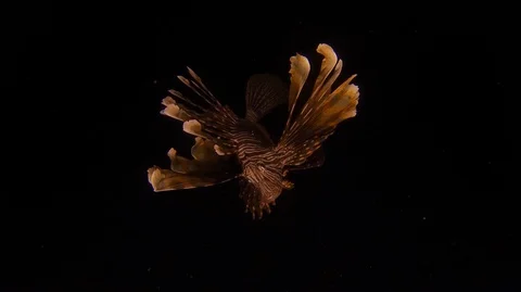 Lion fish in the dark Stock-Footage 113077745