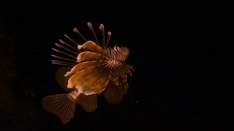 Lion fish in the dark Stock-Footage 113079418
