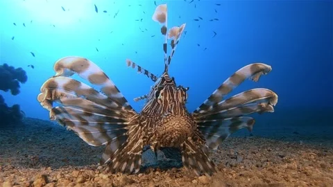Lion fish in the deep of red sea Stock Footage 141309909