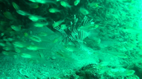 Lion fish defending itself Stock Footage 45731795