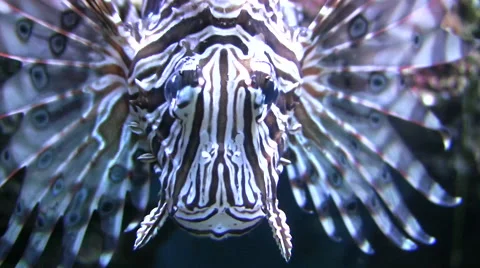 Lion fish extreme close up 動画素材 51445347