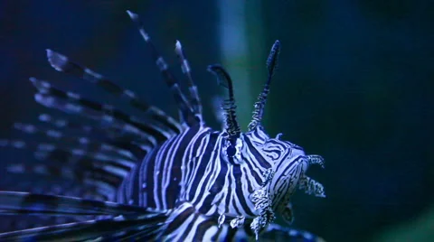 Lion fish eye closeup Stock Footage 3779548