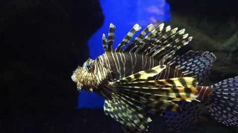 Lion fish in a fish tank Stock Footage 57463048