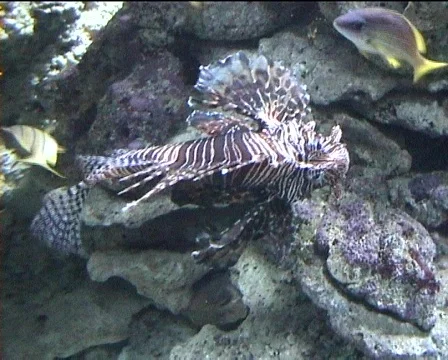 Lion Fish Stock-Footage 99267