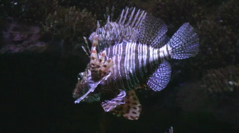 Lion fish Stock Footage 549791