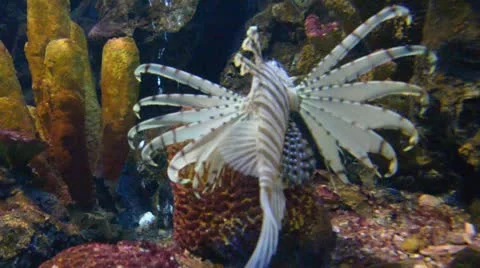 Lion fish Stock Footage 10809769