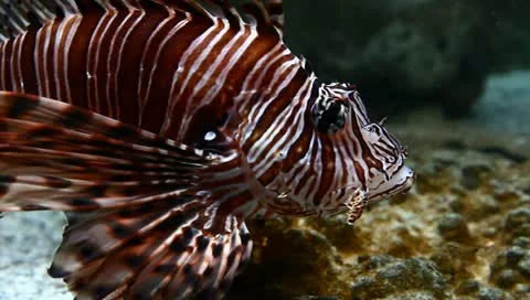Lion fish Stock Footage 11209453