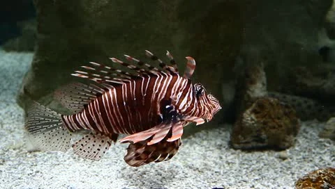 Lion fish Stock Footage 11210693