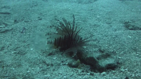 Lion fish Stock Footage 33096428