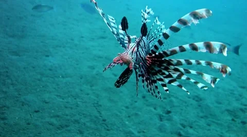 Lion Fish Stock Footage 45179830