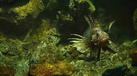 Lion fish Stock Footage 50314269
