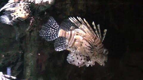 Lion fish Vídeos de archivo 51734248