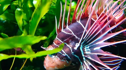 Lion Fish Stock Footage 83492435