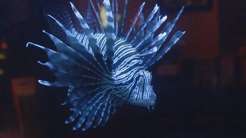 Lion Fish Stock Footage 114739989