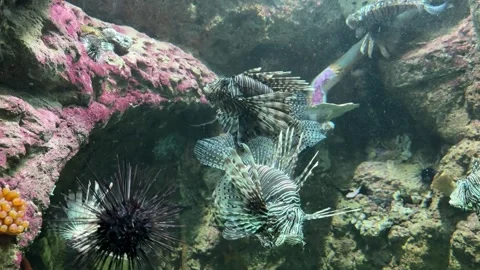 Lion Fish Stock Footage 274237464