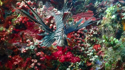 Lion fish frontal 4K Stock Footage 331276403