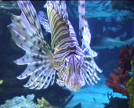 Lion Fish Frontal view 스톡 동영상 22520528