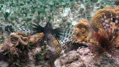 Lion Fish group PAN Stock Footage 236053052