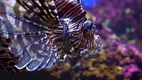 Lion fish head close up Stock Footage 249187914