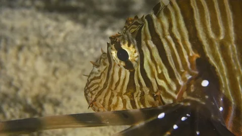 Lion fish head in profile which then goes to the left, Red Sea, Egypt, Macro Stock Footage 105288458