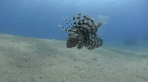 Lion fish hovering Stock Footage 7129840