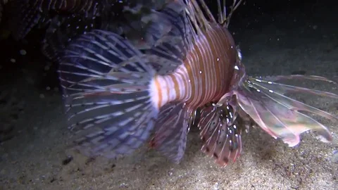 Lion fish hunting in the night Stock Footage