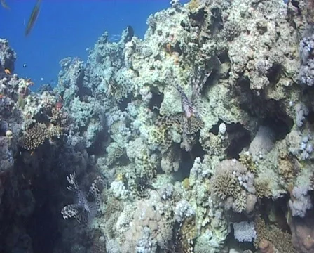 A lion fish joining in the action of an underwater hunt 090109 Subclip Stock Footage 577374