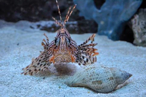 Lion fish looking at my camera during my vacation in Florida, USA. Stock Photos