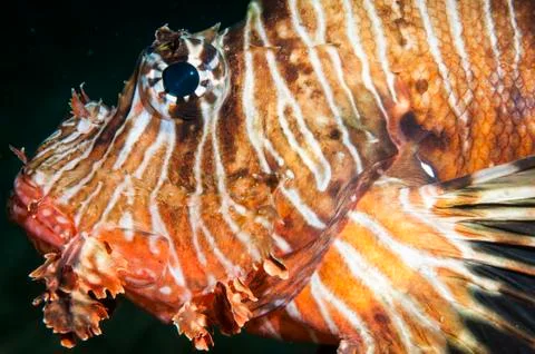 Lion fish in the ocean Stock Photos