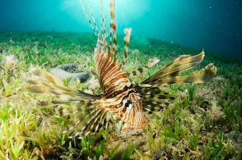 Lion fish in the ocean Stock Photos