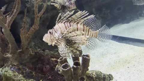 Lion fish or lionfish or Pterois antennata is a genus of venomous marine fish. Stock Footage 283578443