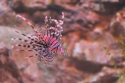Lion fish Stock Photos