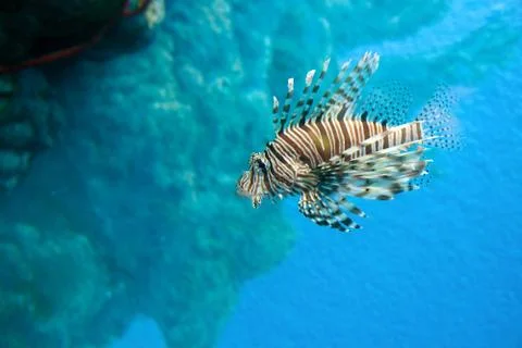 Lion fish Stock Photos