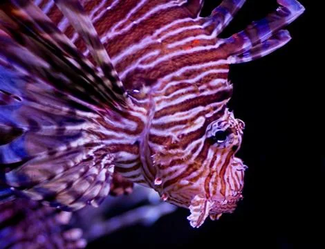 Lion fish Stock Photos