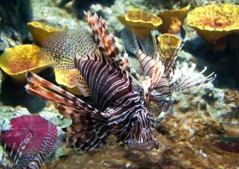 Lion fish Stock Photos
