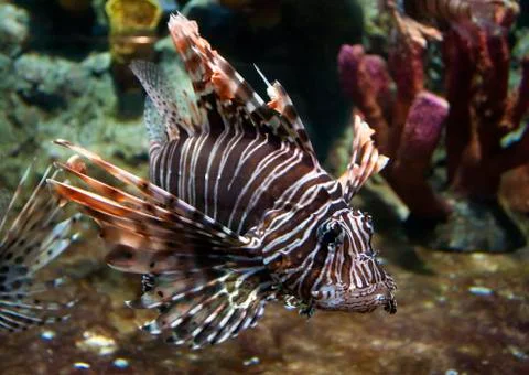 Lion-fish Stock Photos