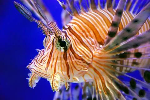 Lion fish Stock-Fotos