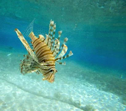 Lion fish Foto stock