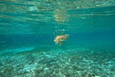 Lion Fish Foto stock