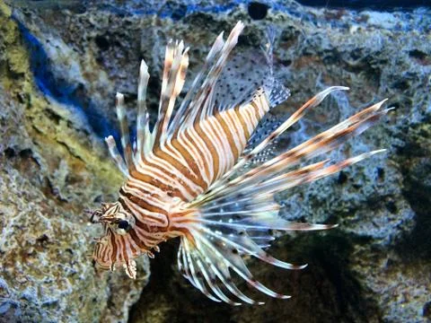 Lion fish Stock Photos