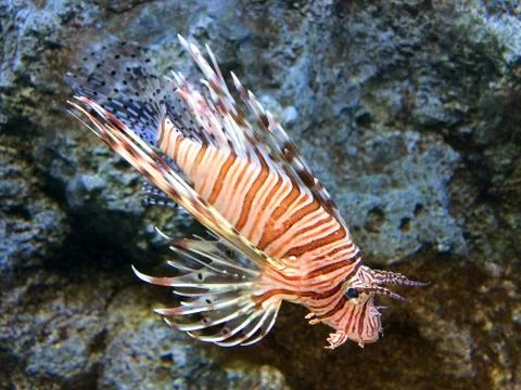 Lion fish Stock-Fotos