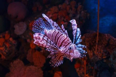 Lion fish. Stock Photos