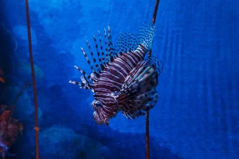Lion fish. Stock Photos
