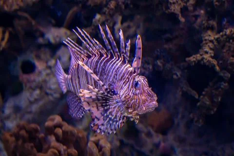 Lion fish Stock-Fotos